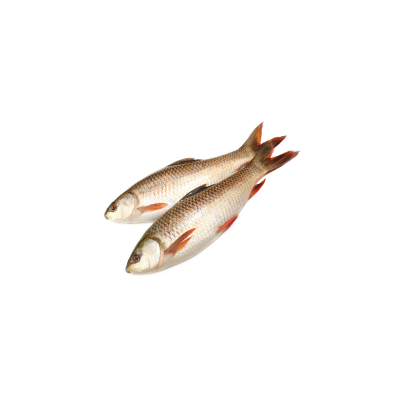 River Fish