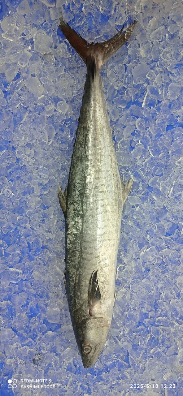 Sea Fish