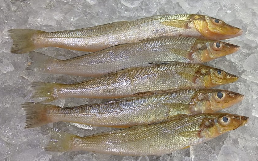 Lady Fish