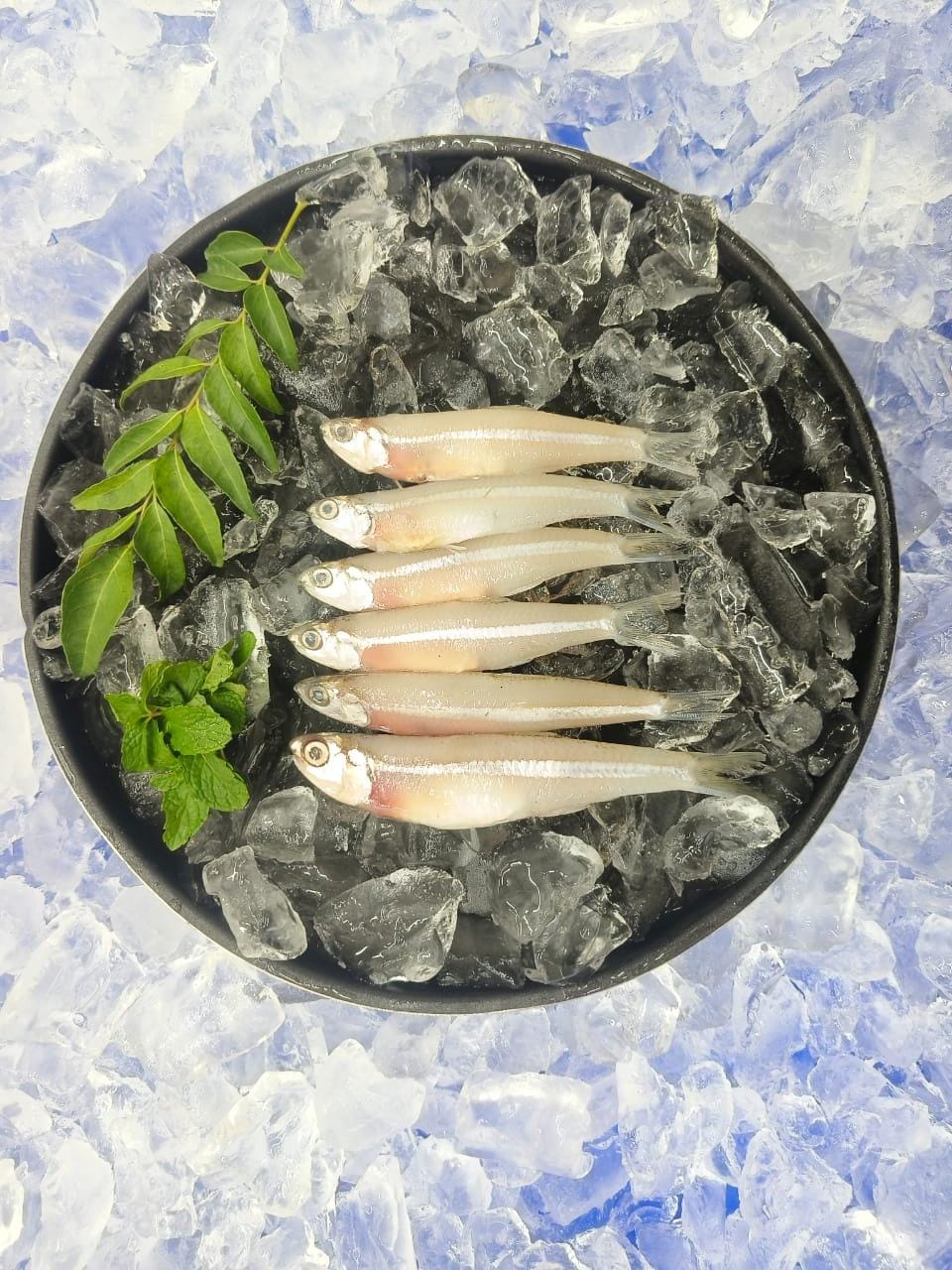 Anchovy /Nathalie Fish