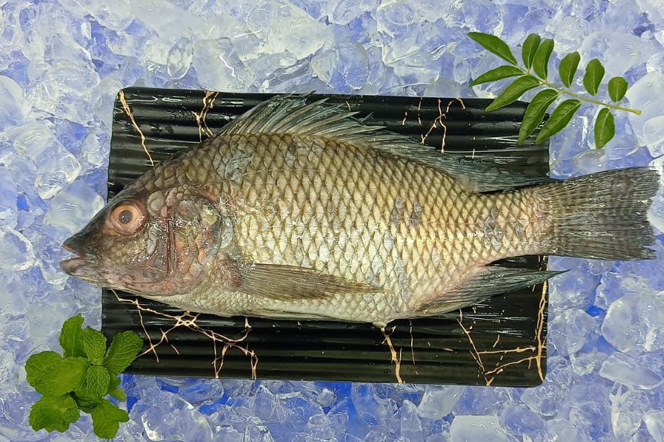 Tilapia