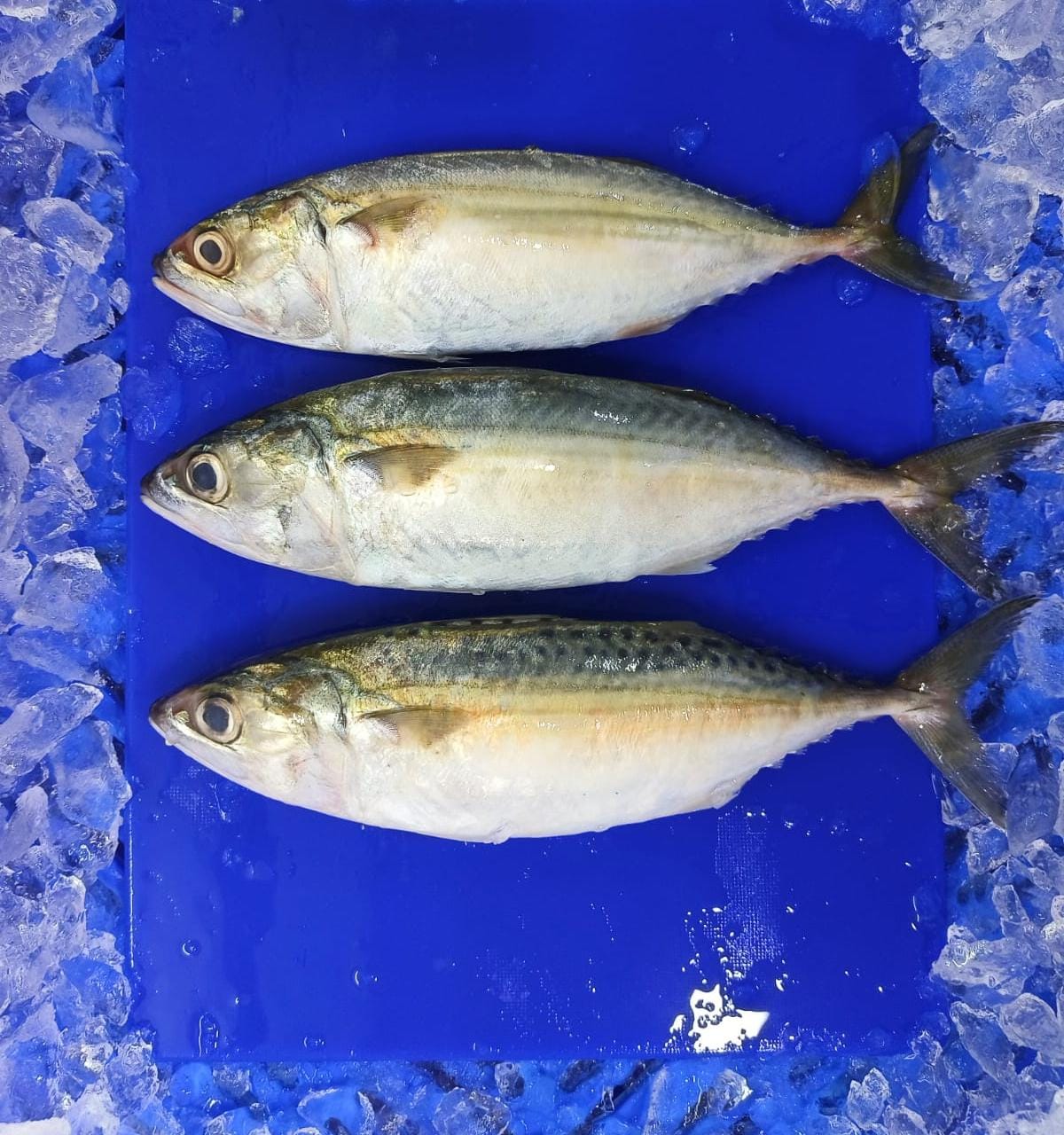 Mackerel