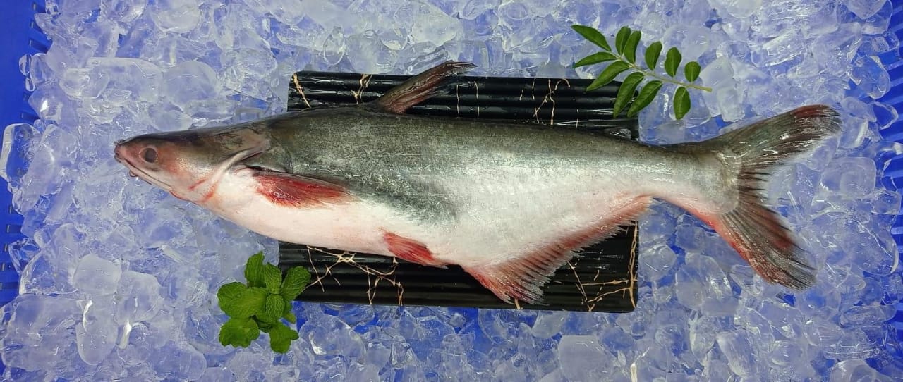 Indian Basa
