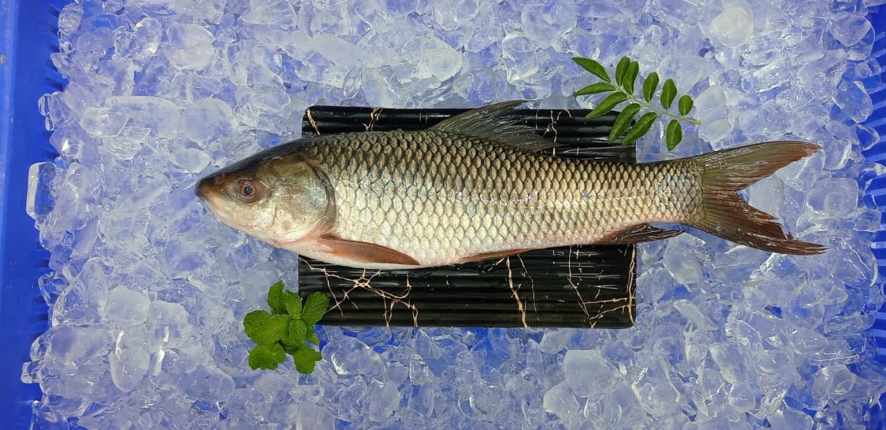 Rohu/Rui/Dumra/Gandi