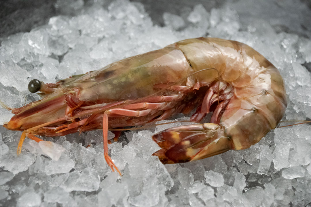 Jumbo prawns 8 / 10 count