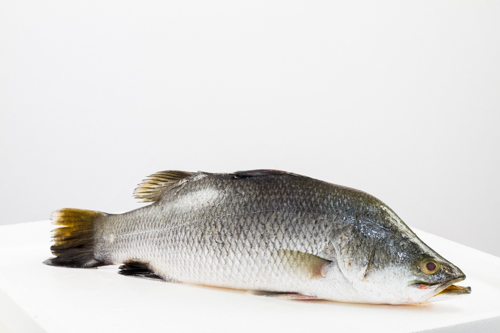 Sea Bass / Bekti