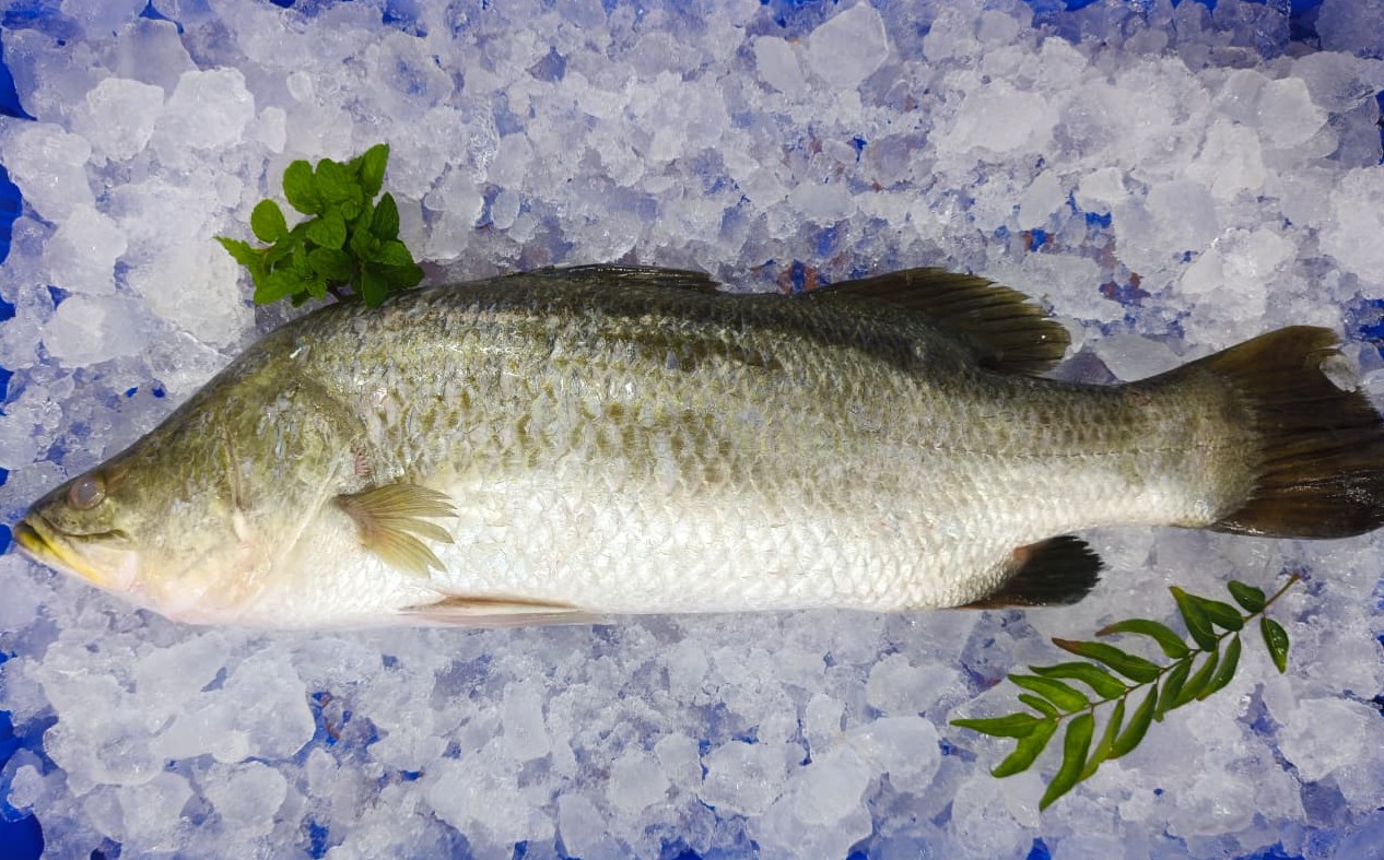 Sea Bass / Bekti