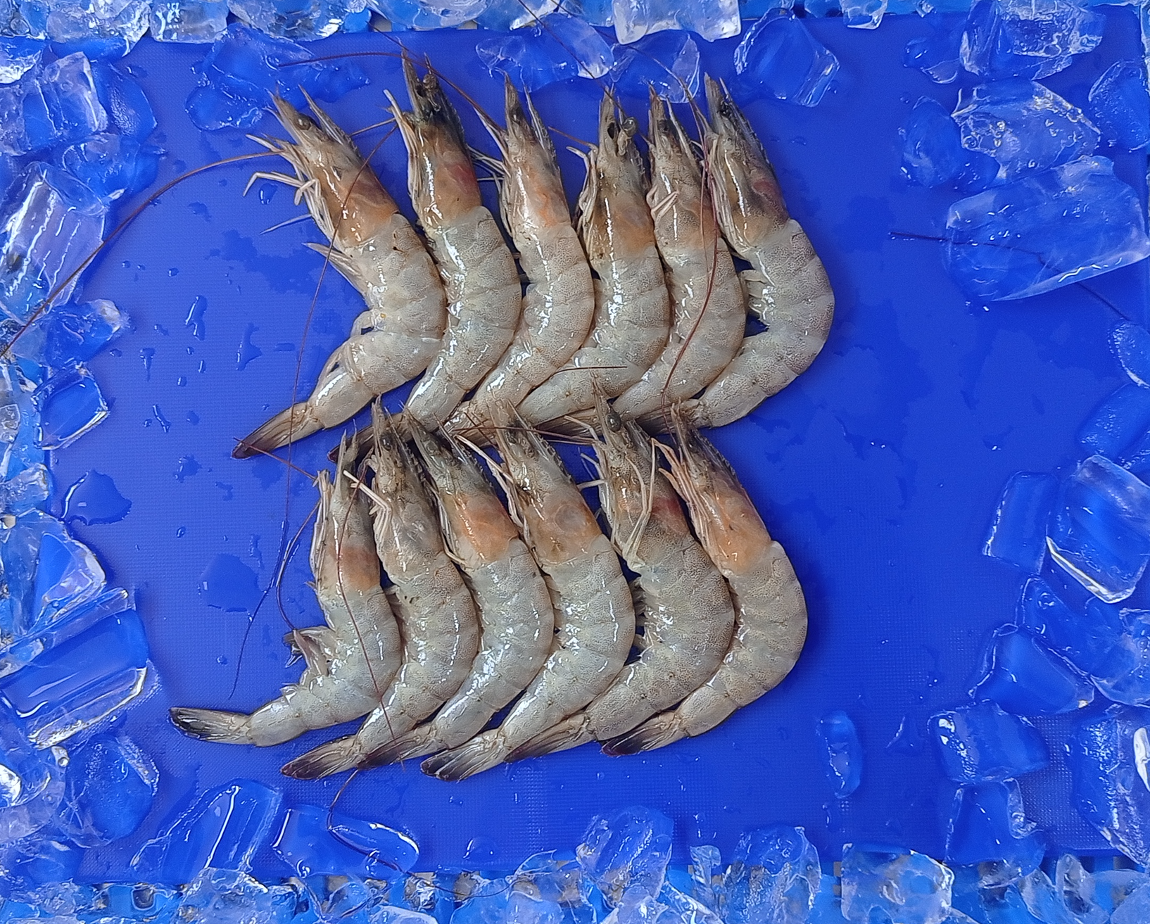 Prawns Medium Size