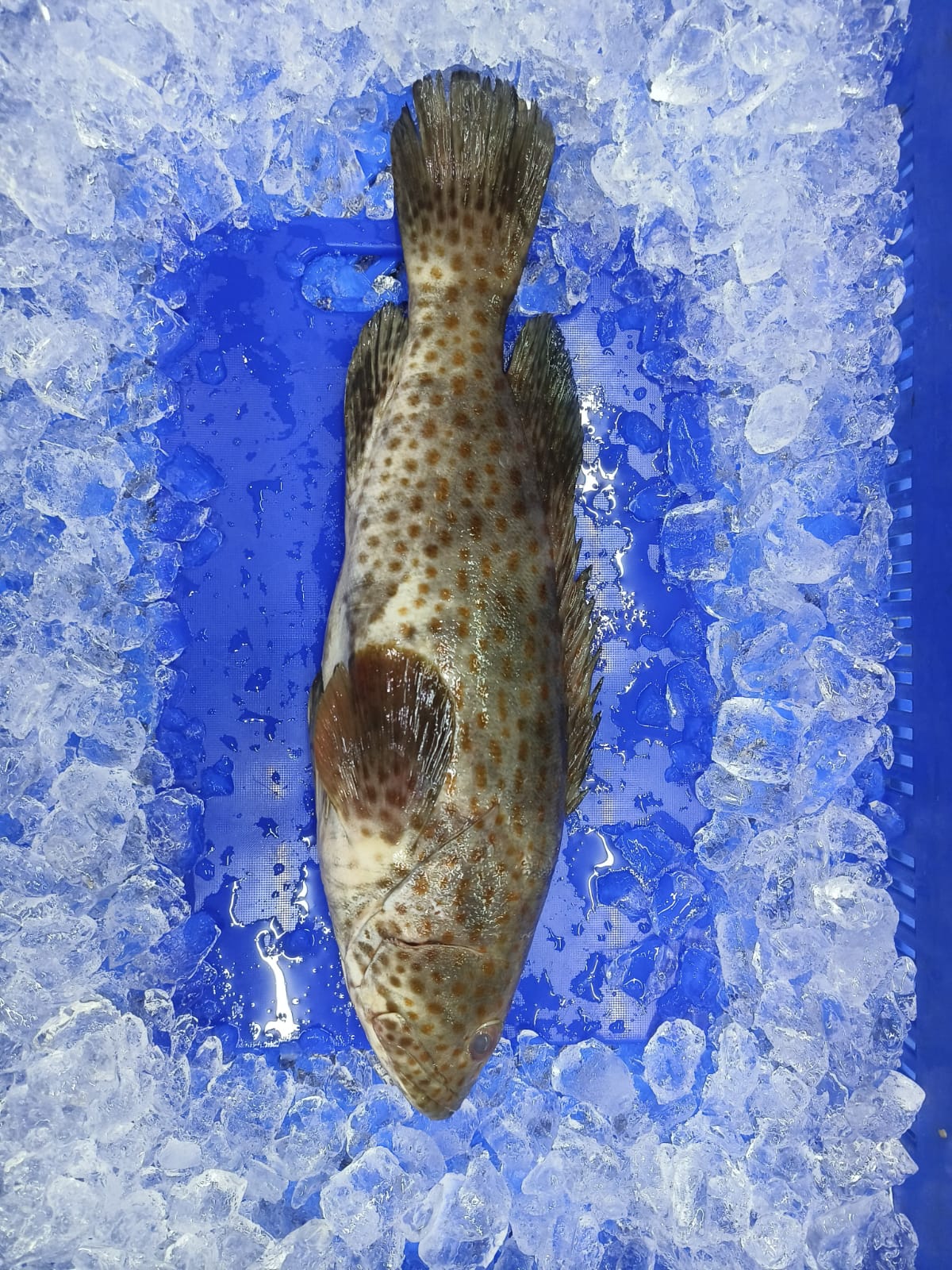 Grouper Fish